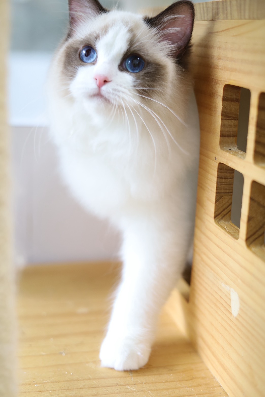 琥珀布偶貓舍／海豹雙色布偶貓