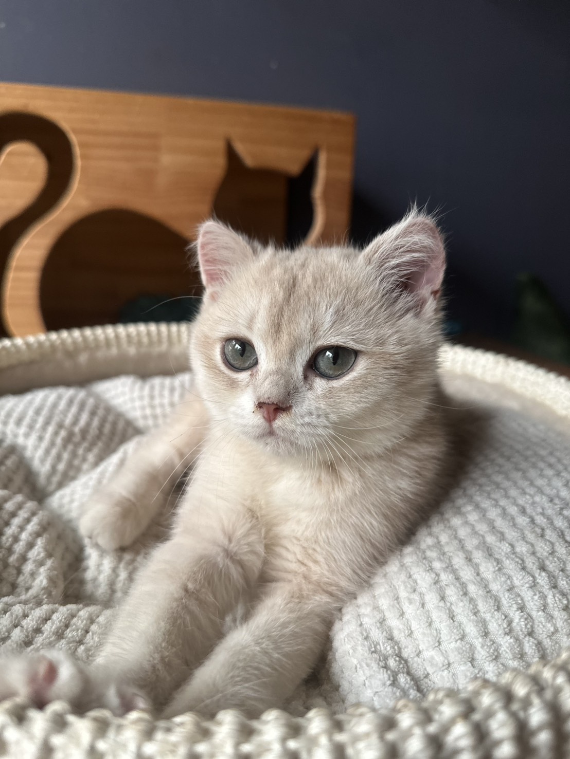 天使貓園／藍金漸層英國短毛貓