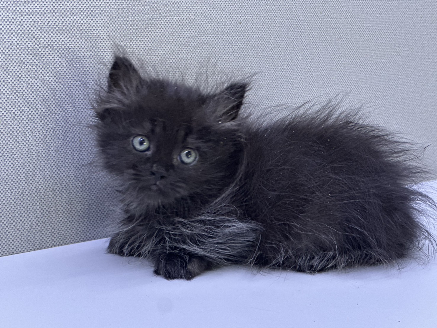 天使貓園／純黑小步舞曲