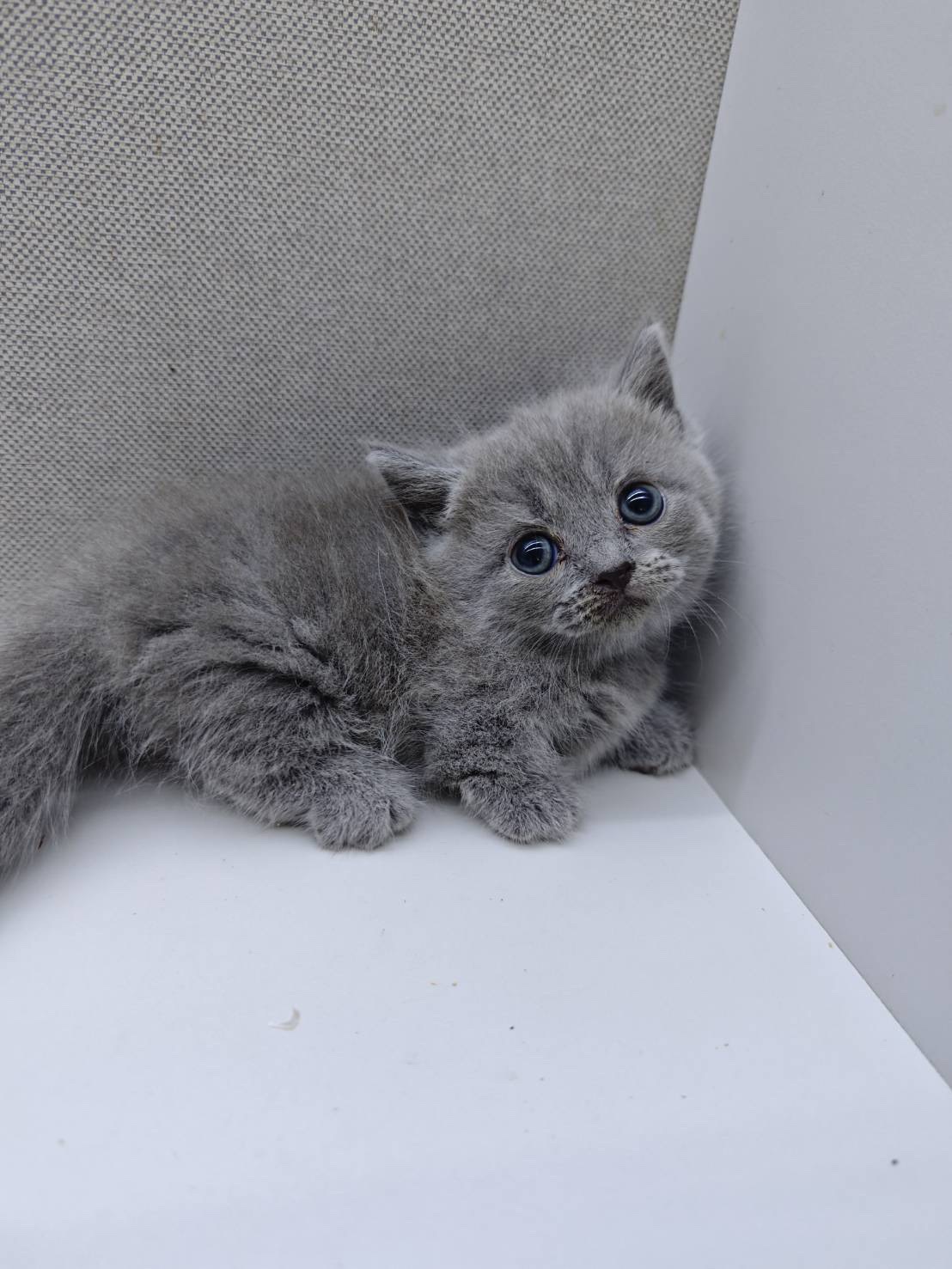 天使貓園／藍色曼赤肯