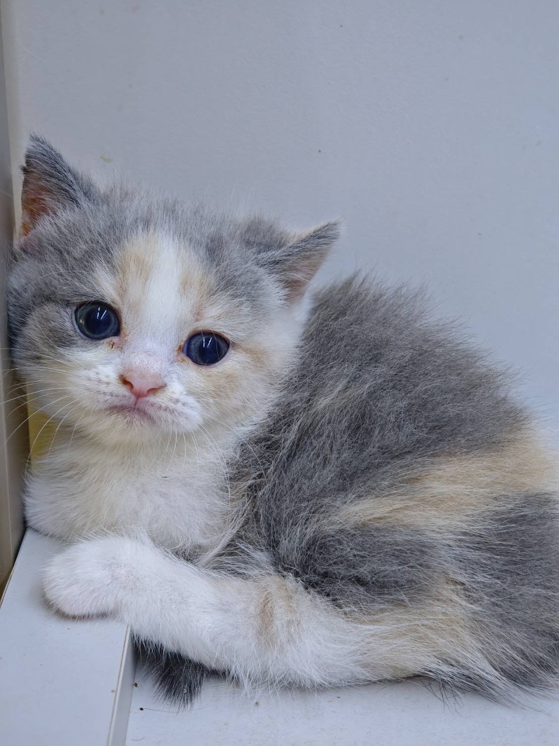 天使貓園／三花曼赤肯