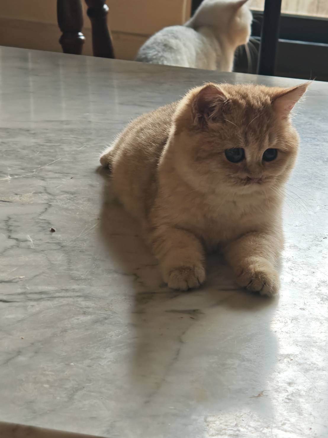 天使貓園／金漸層英國短毛貓