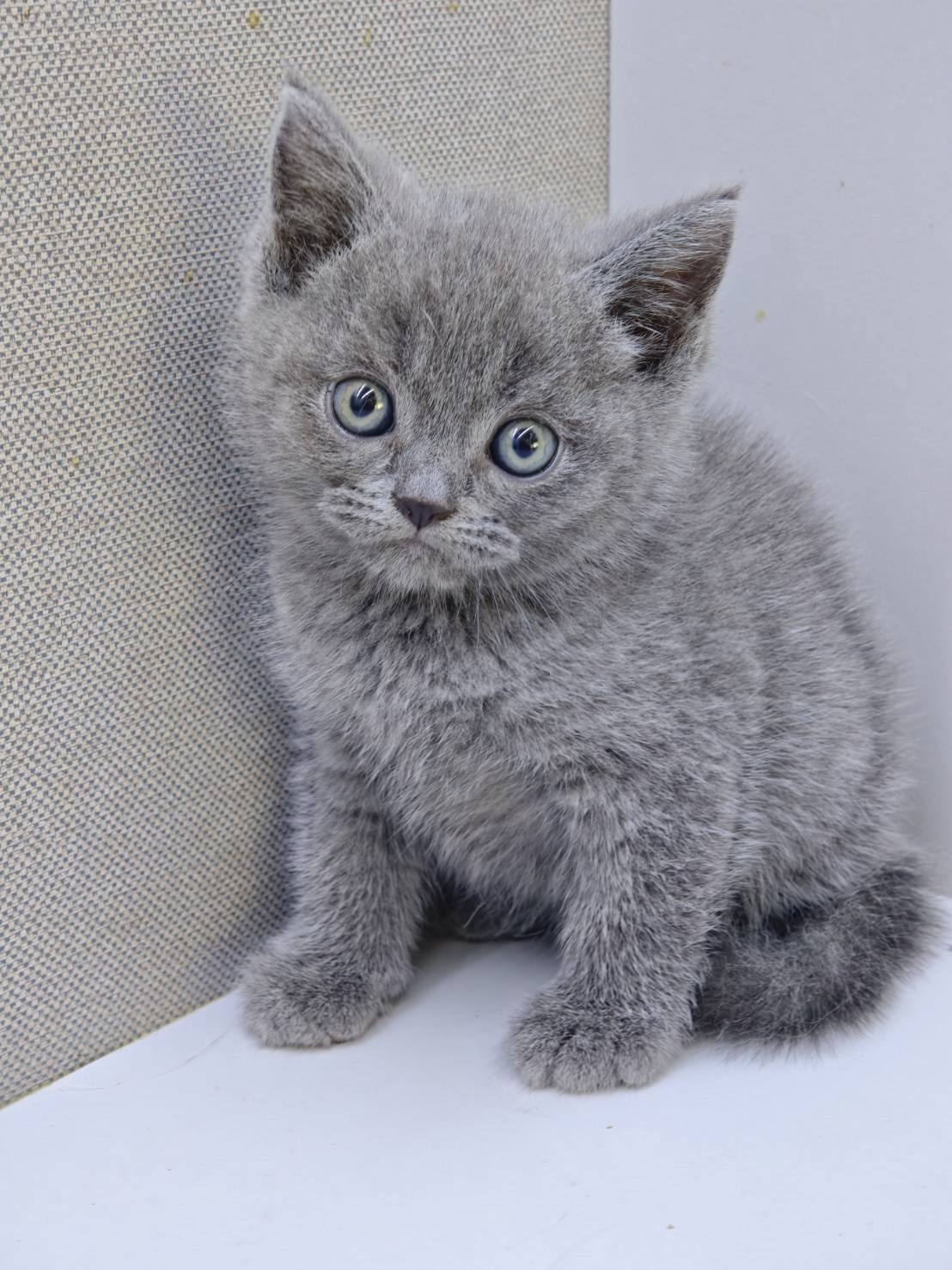 天使貓園／藍色英國短毛貓