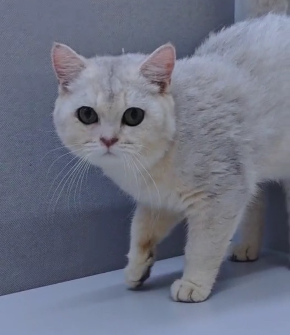 天使貓園／銀漸層英國短毛貓