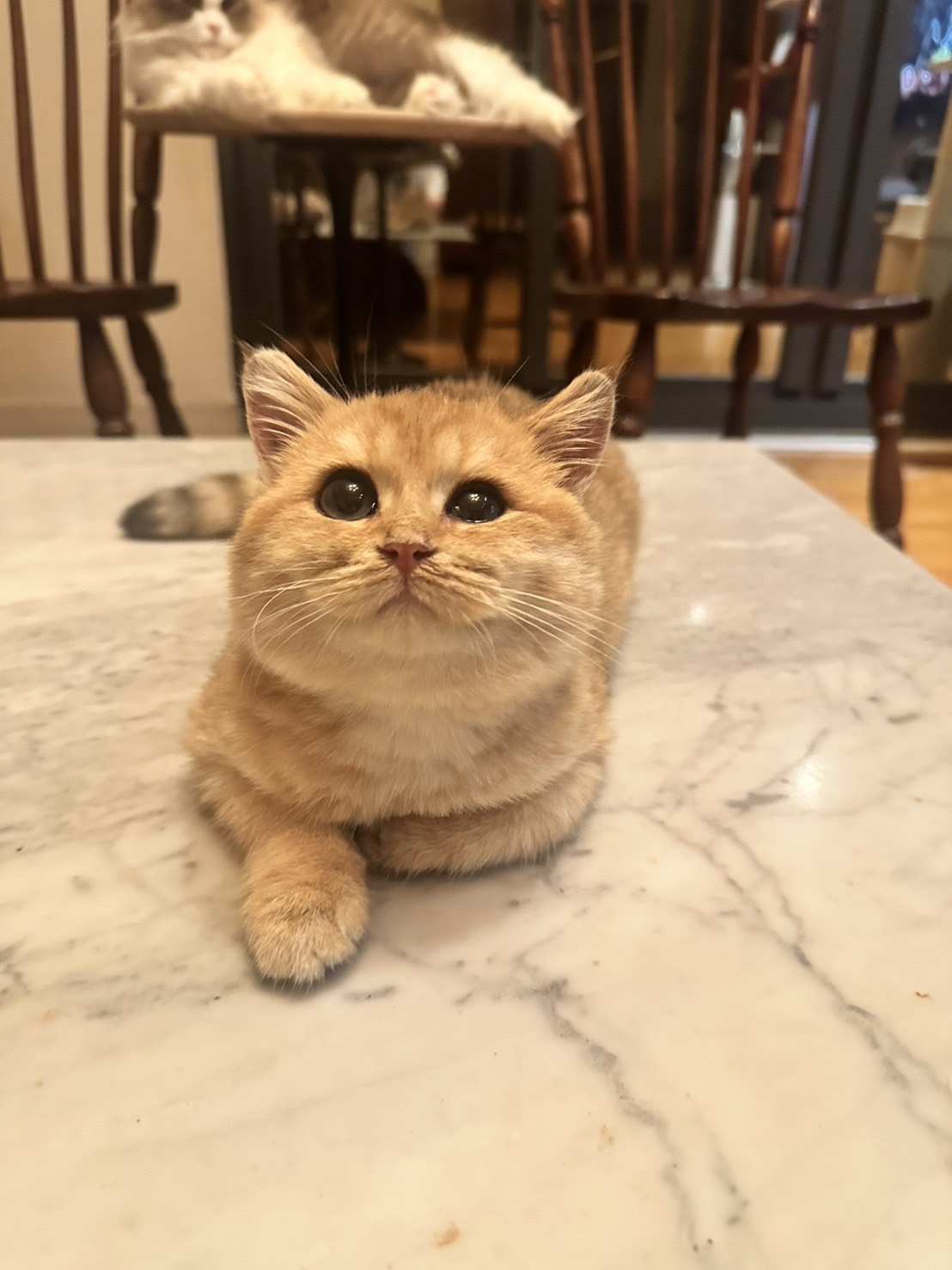 天使貓園／金漸層英國短毛貓