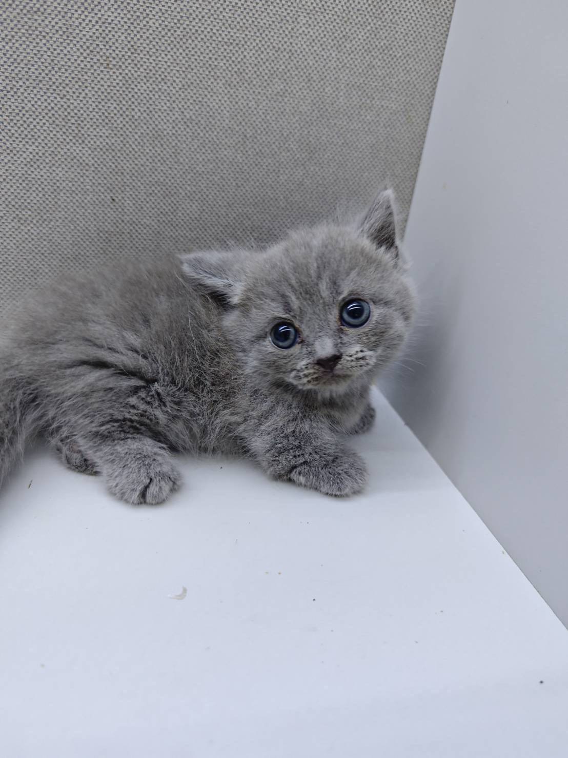 天使貓園／藍色曼赤肯