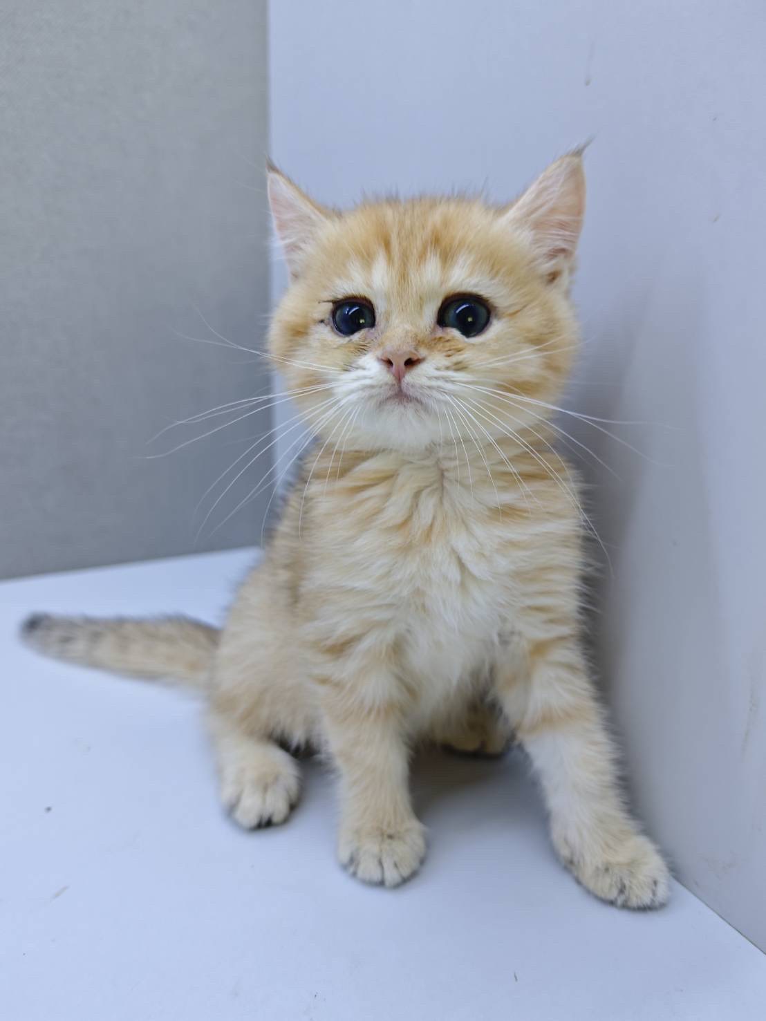 天使貓園／金漸層英國短毛貓