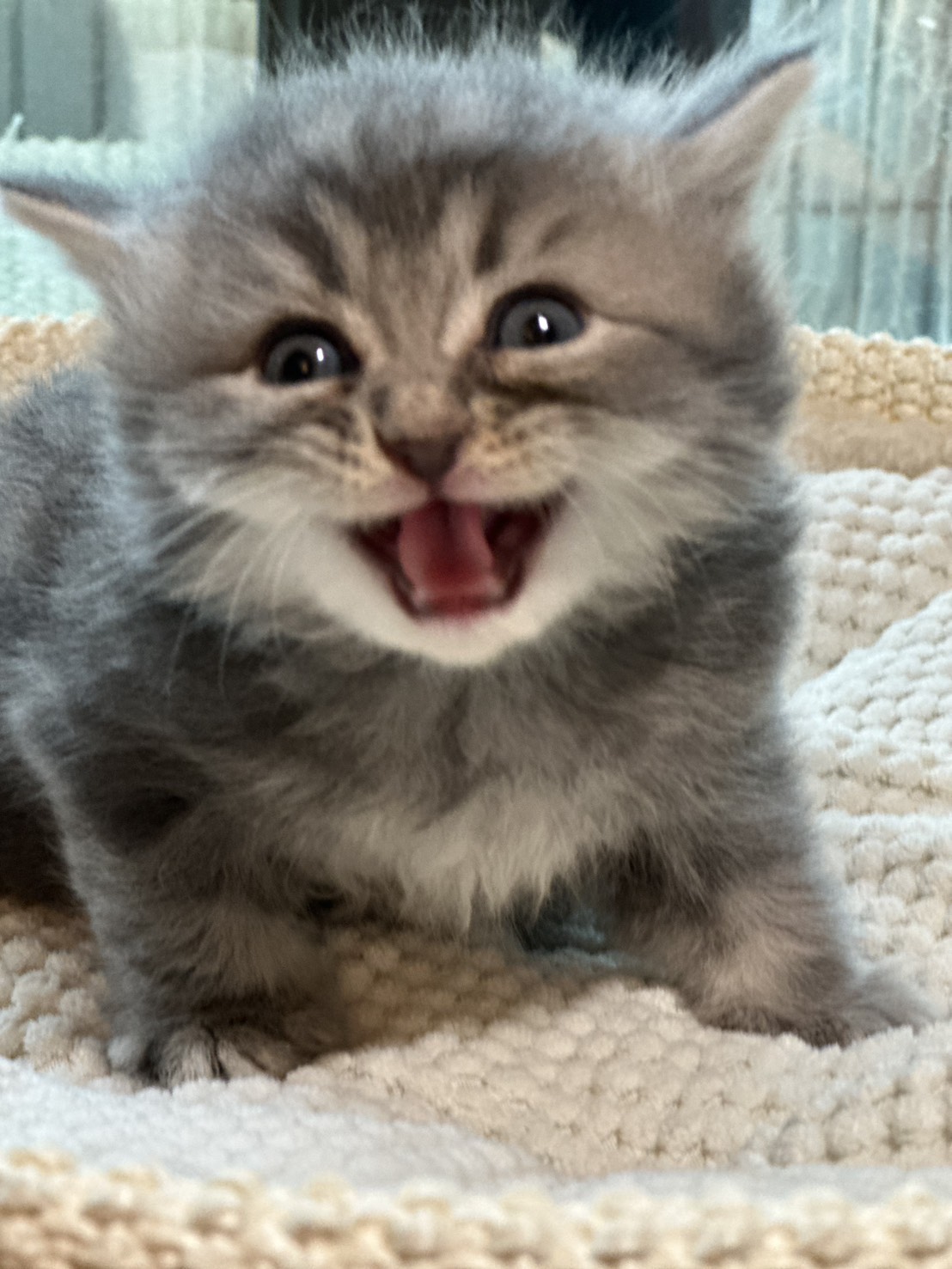 天使貓園／藍虎斑英國長毛貓