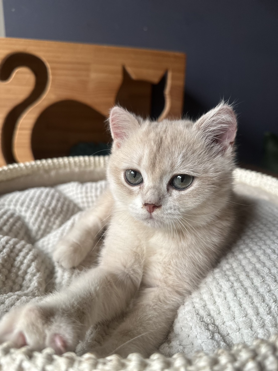 天使貓園／藍金漸層英國短毛貓