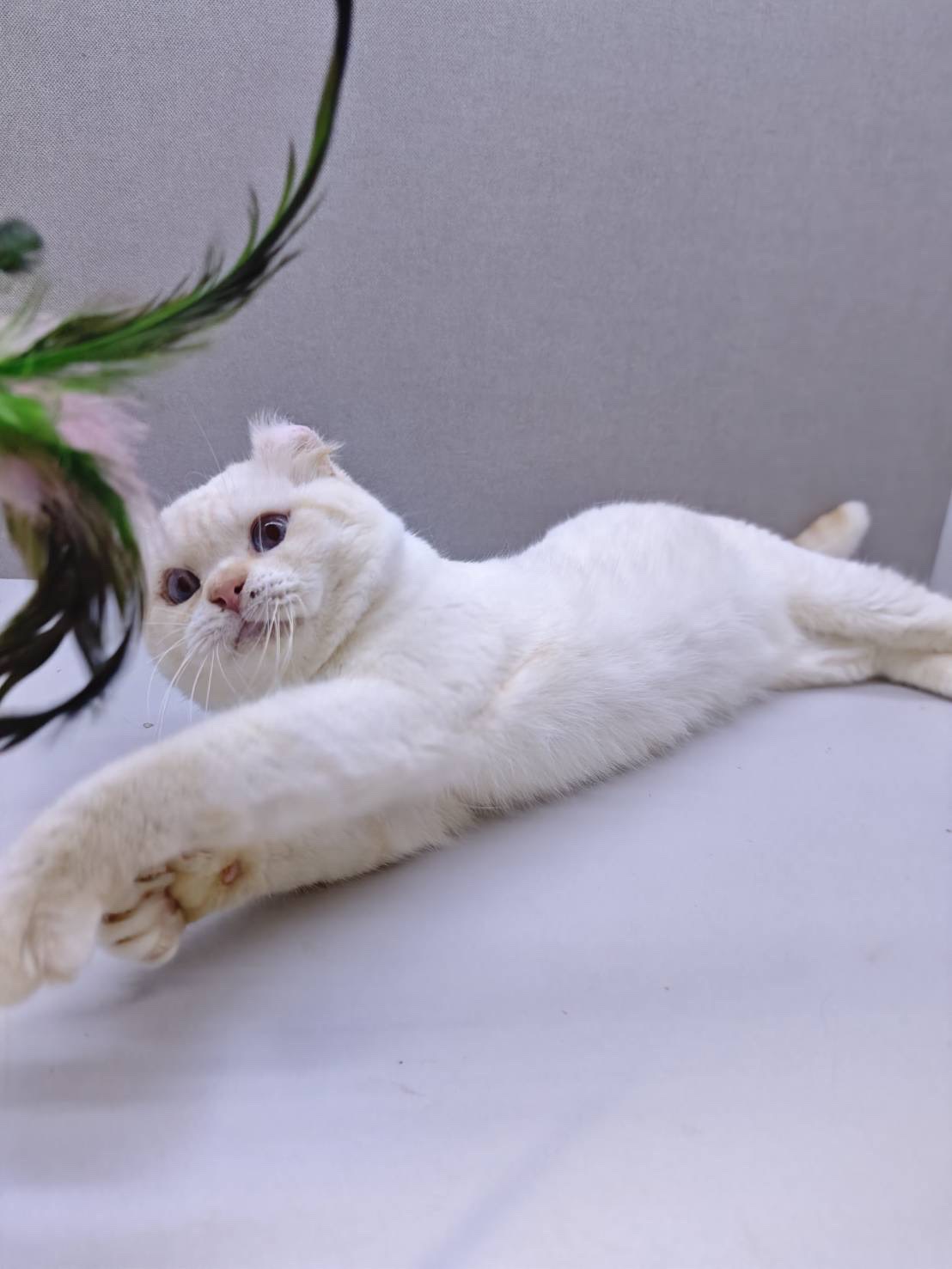 天使貓園／捲耳貓