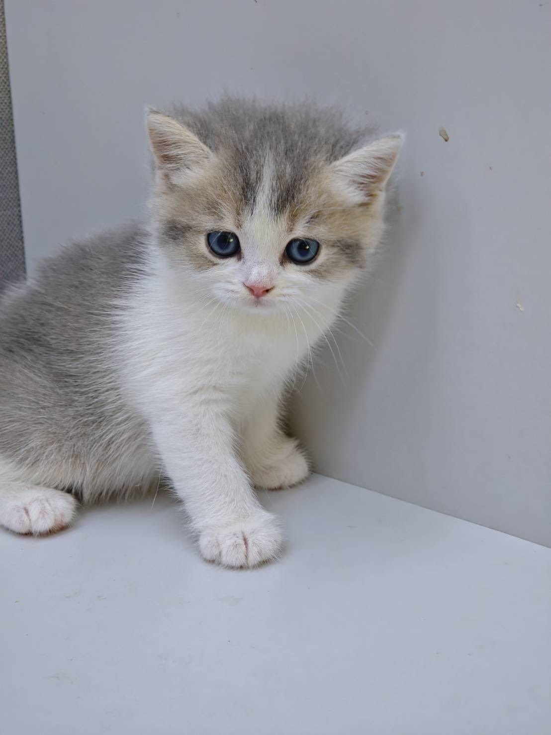 天使貓園／紫金漸層賓士英國短毛貓