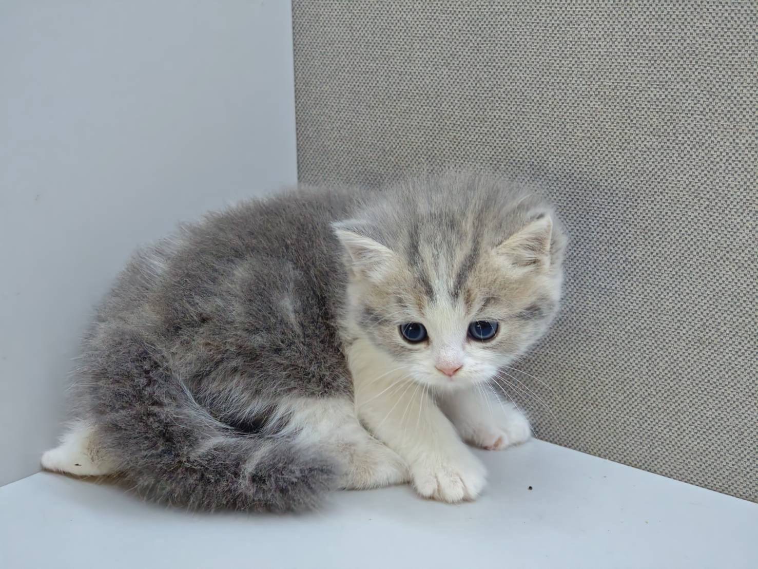 天使貓園／紫金漸層賓士英國短毛貓