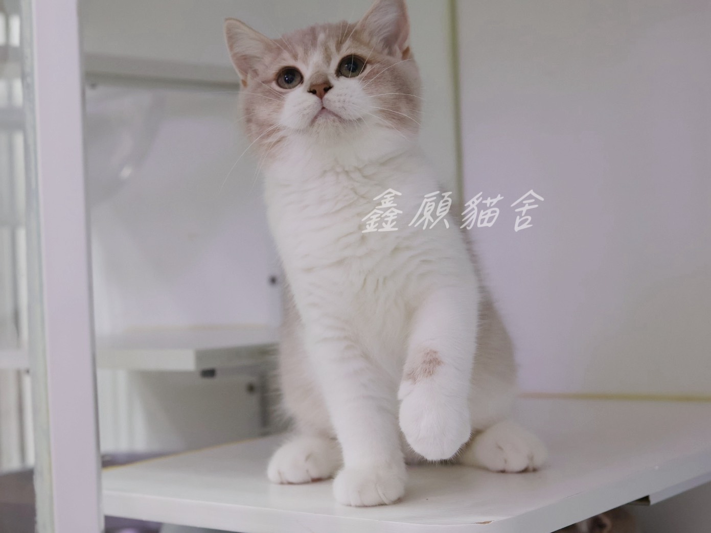 鑫願貓舍／紫丁香加白英國短毛貓