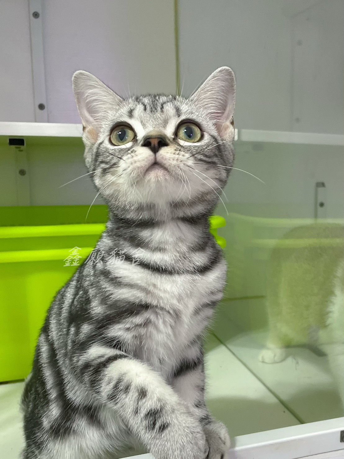 鑫願貓舍／銀黑螺旋紋美國短毛貓