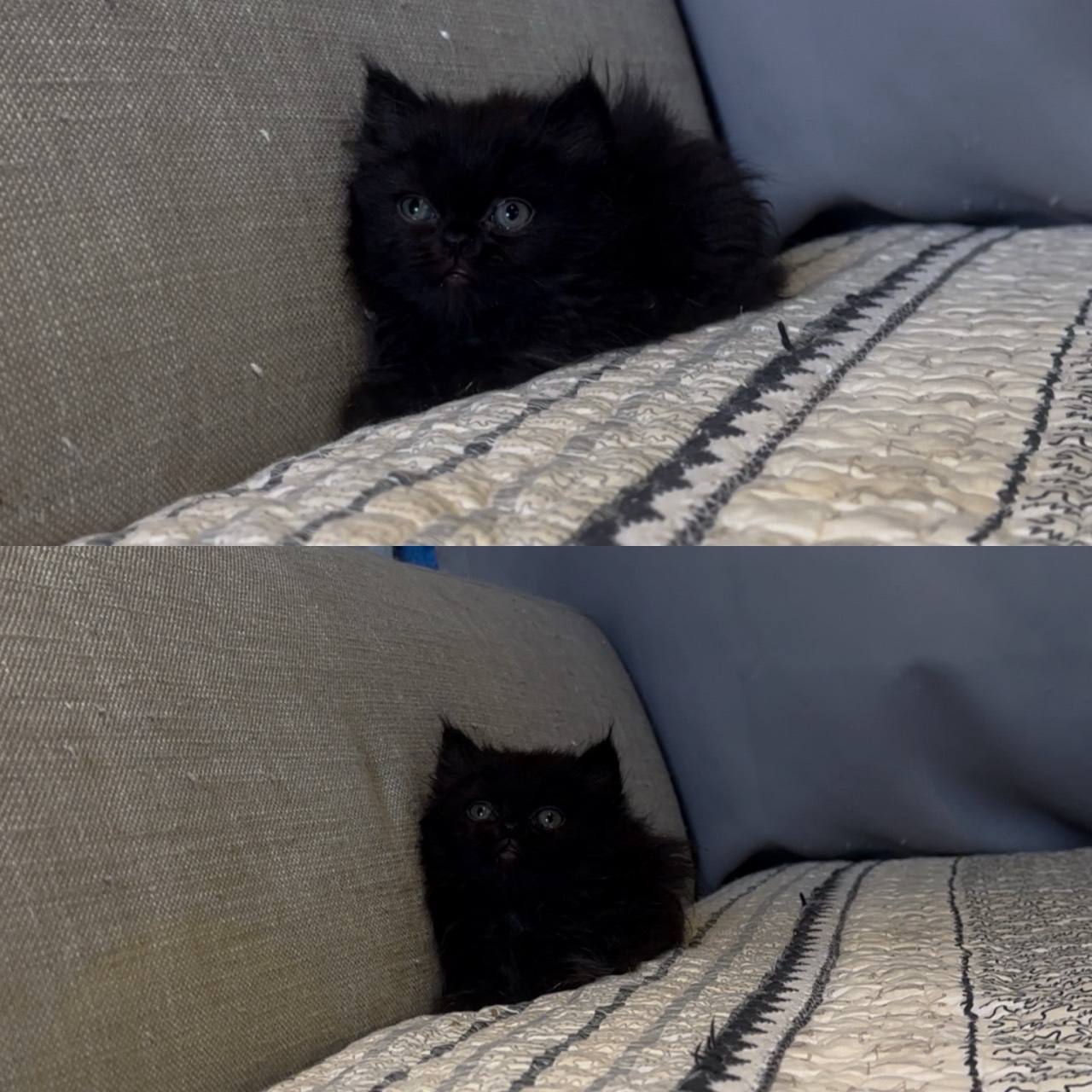 尊爵名皇／黑色小步舞曲