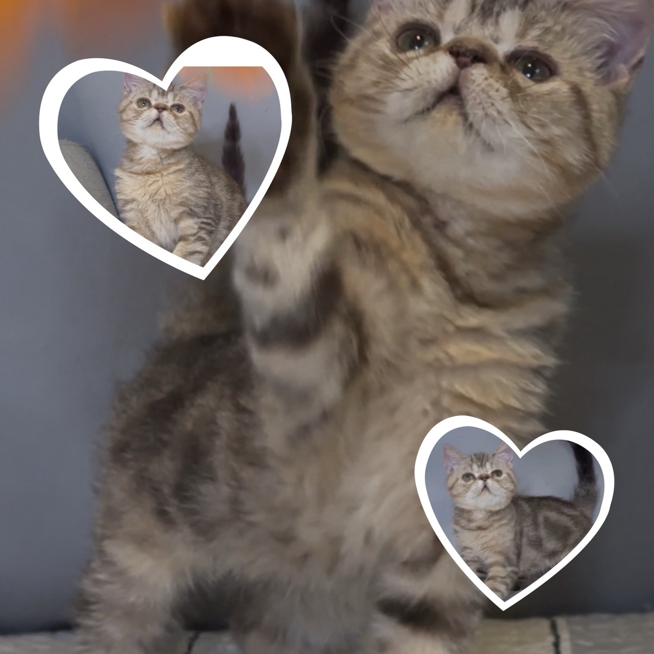 尊爵名皇／巧克力特殊色異國短毛貓