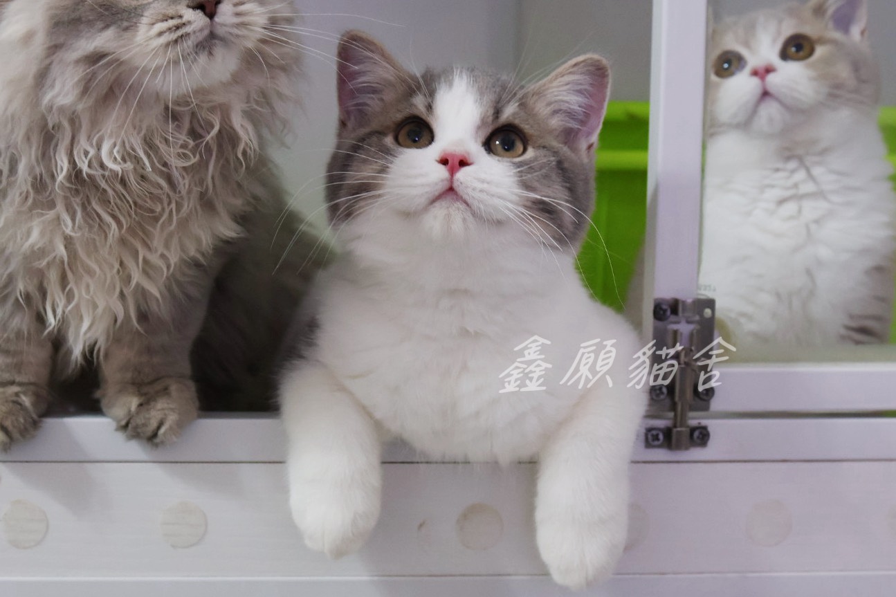 鑫願貓舍／藍虎斑賓士英國短毛貓
