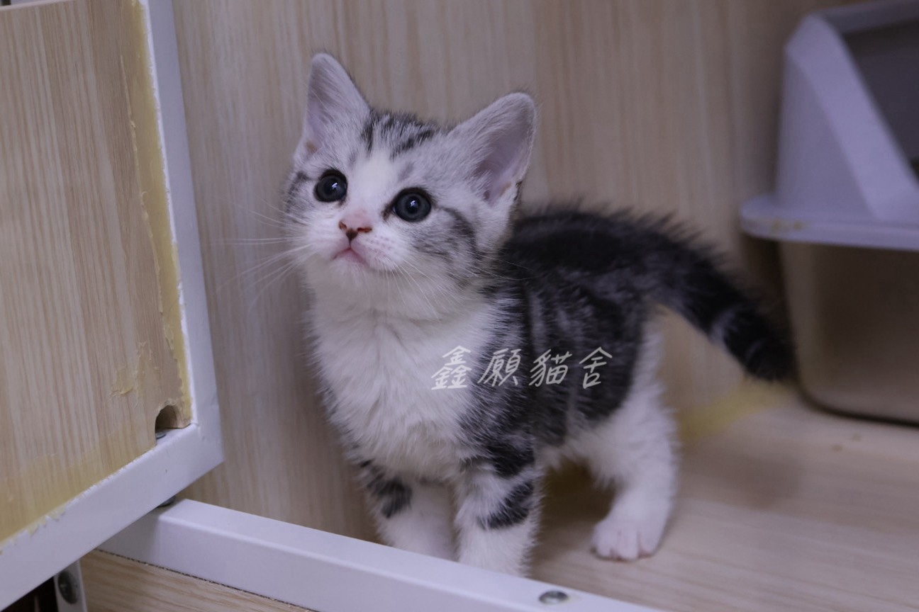 鑫願貓舍／銀黑加白美國短毛貓