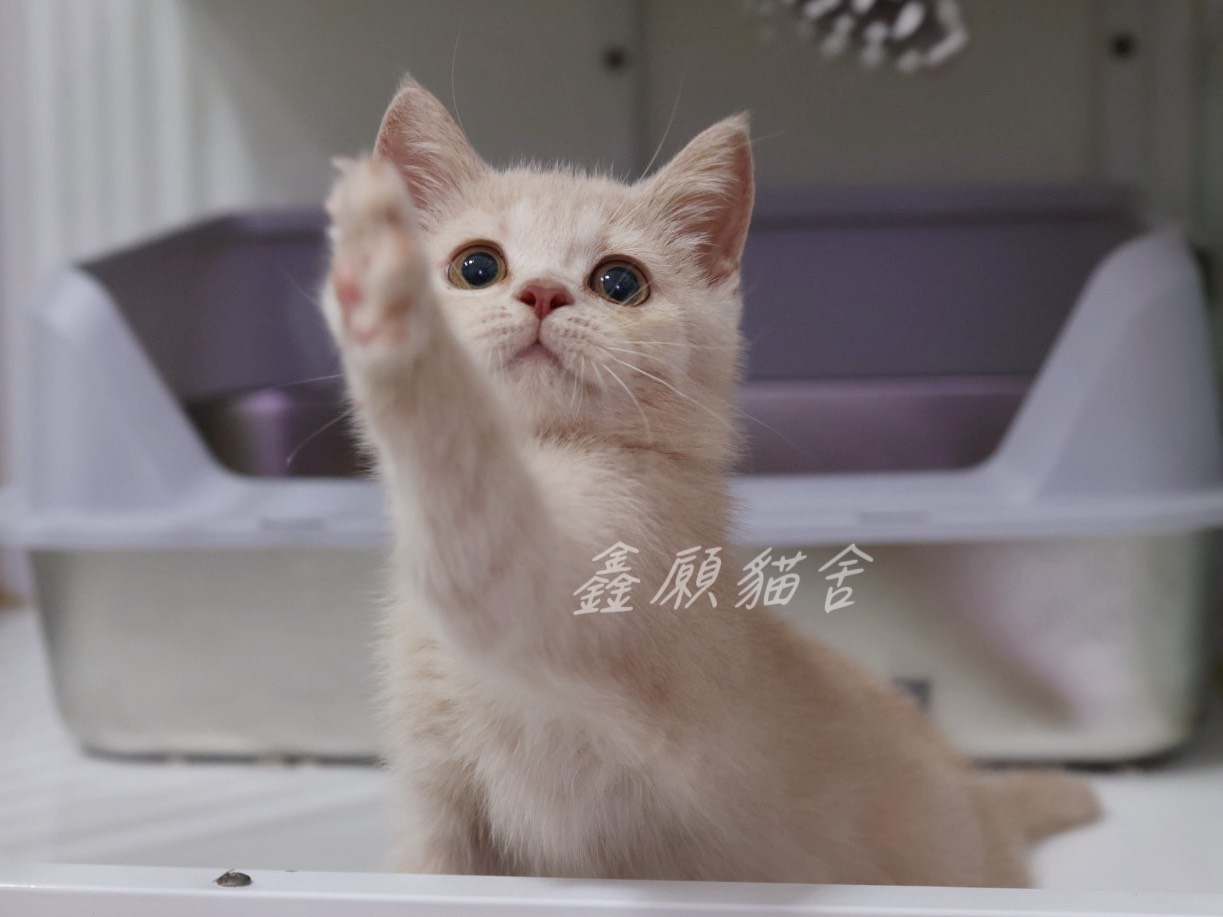 鑫願貓舍／奶油色英國短毛貓