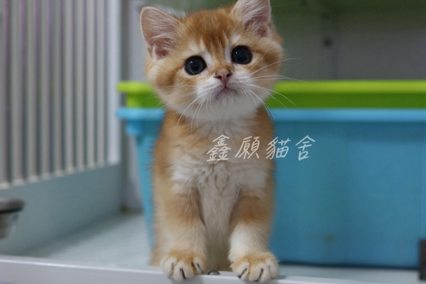 鑫願貓舍／金漸層英國短毛貓