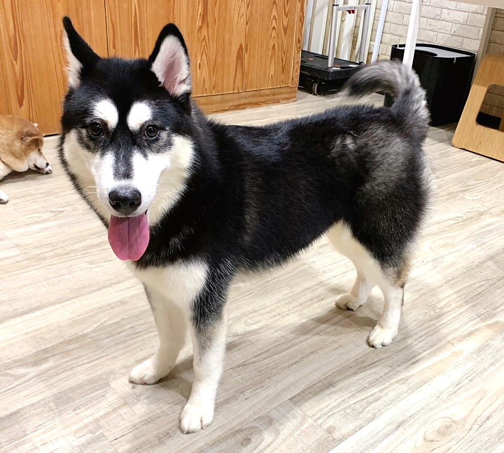 中華民國寵物福利品質永續經營協會／黑白色哈士奇