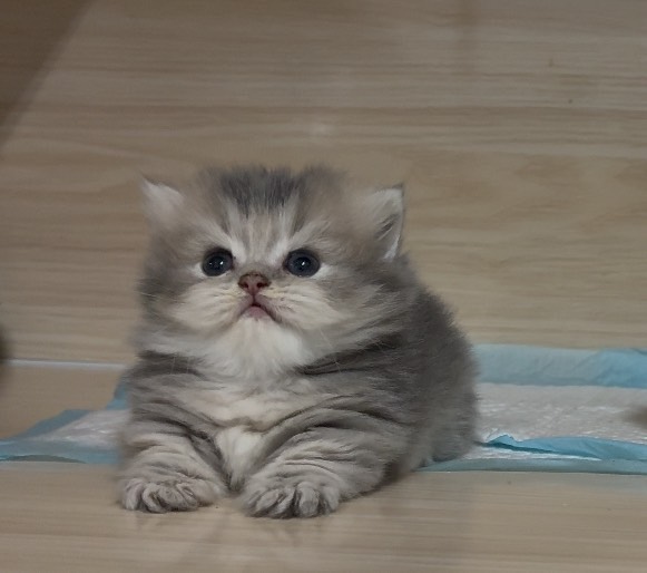 喵仔鋪貓舍／藍金虎班小步舞曲