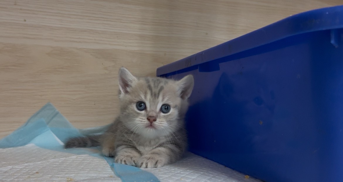 喵仔鋪貓舍／曼赤肯