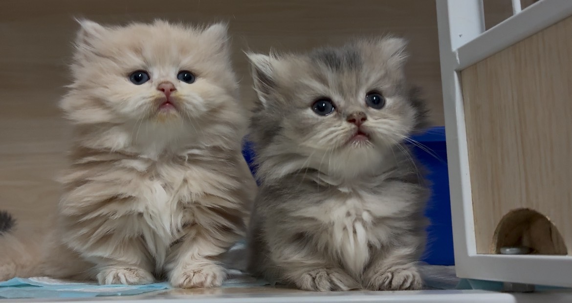 喵仔鋪貓舍／小步舞曲