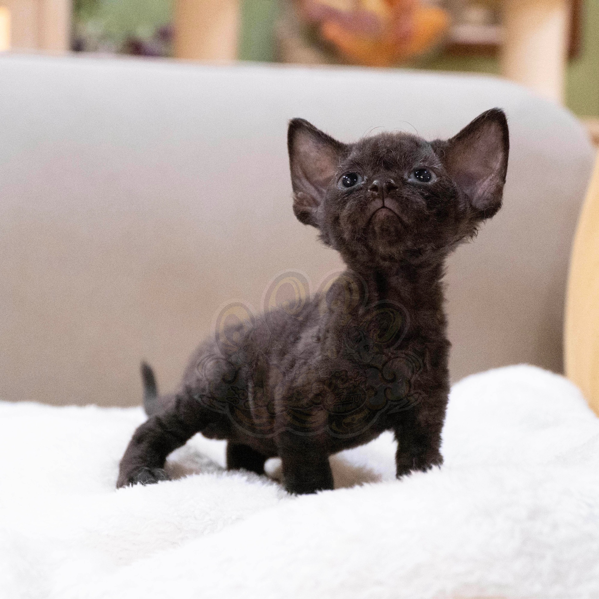 寵愛貓舍／純黑德文捲毛貓