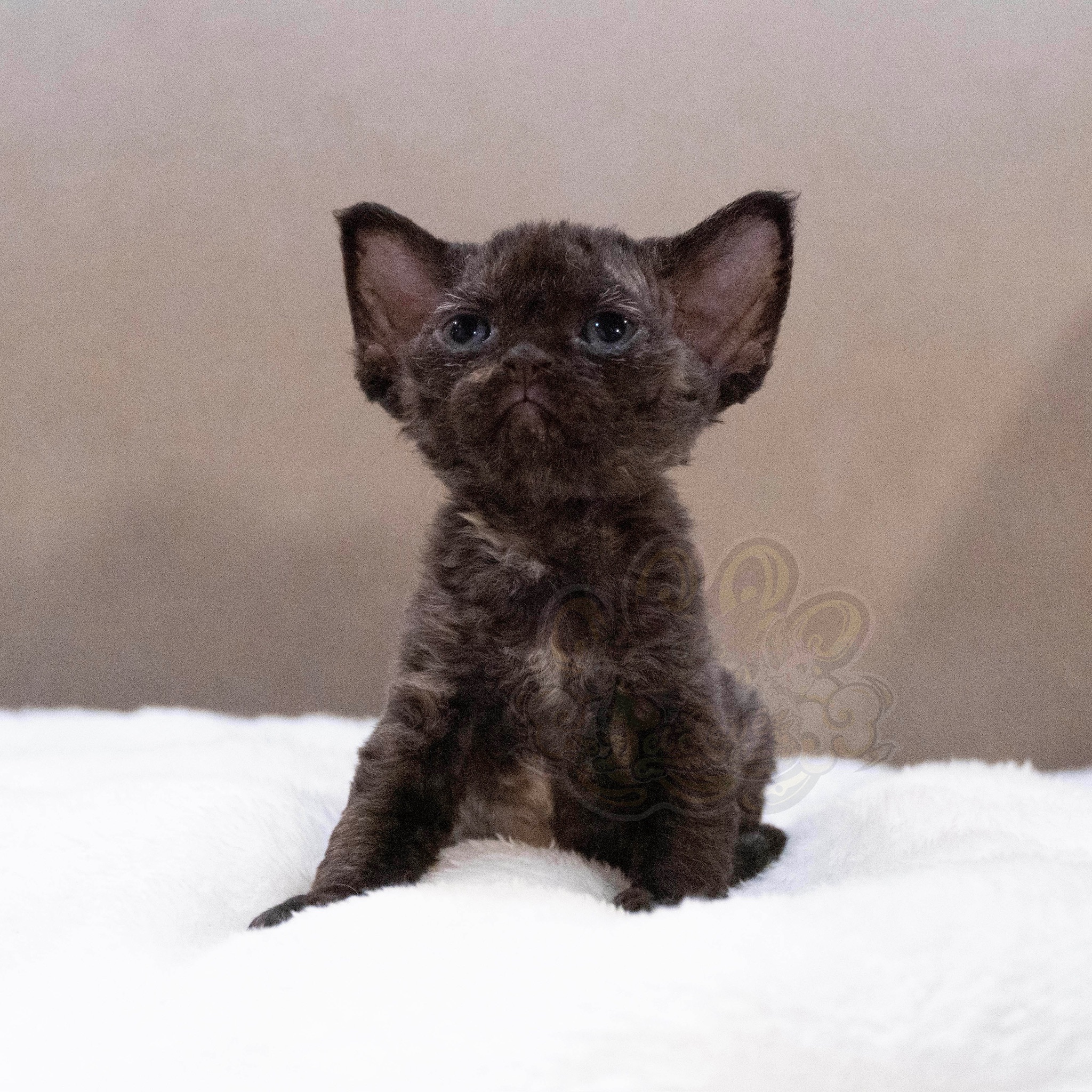 寵愛貓舍／玳瑁德文捲毛貓