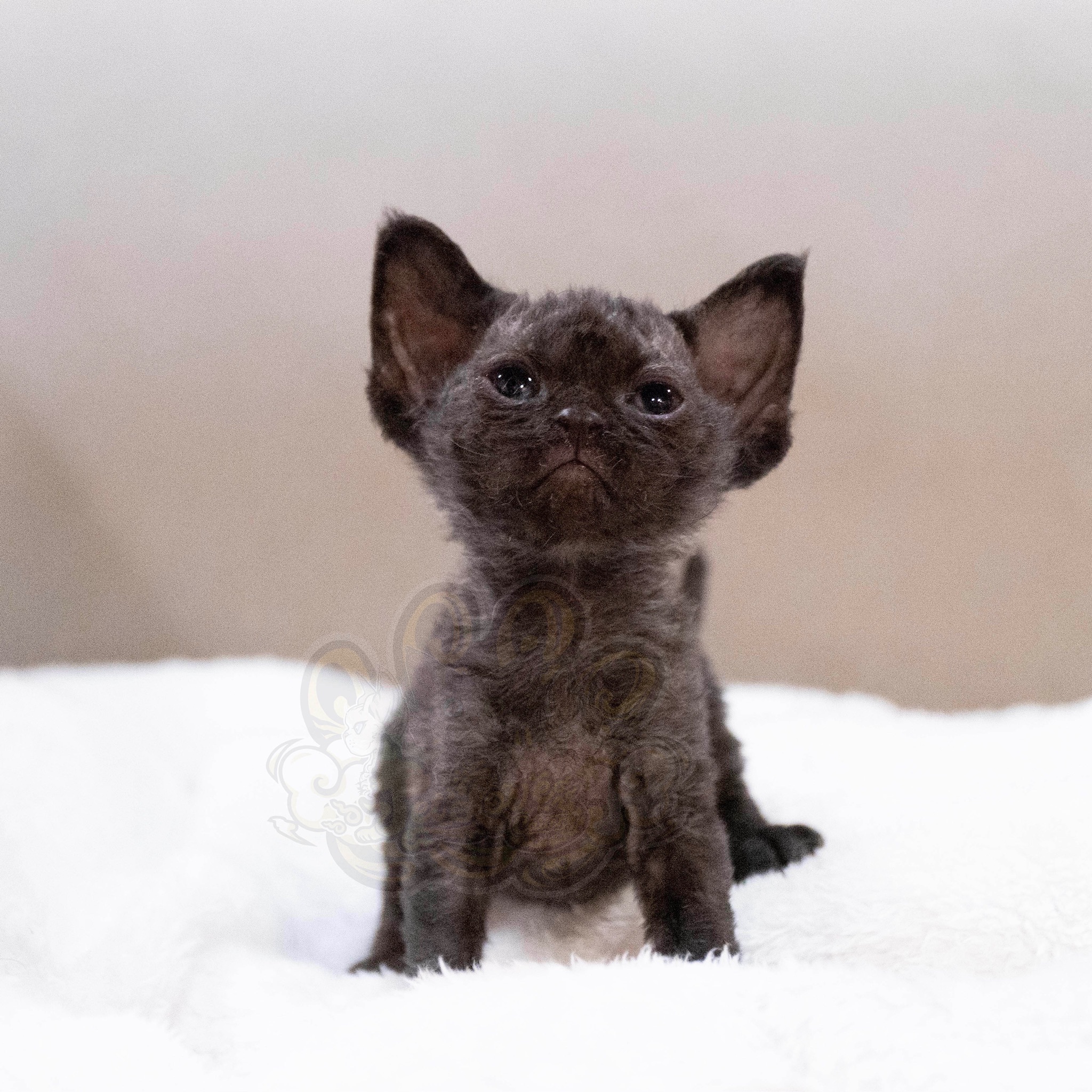 寵愛貓舍／純黑德文捲毛貓