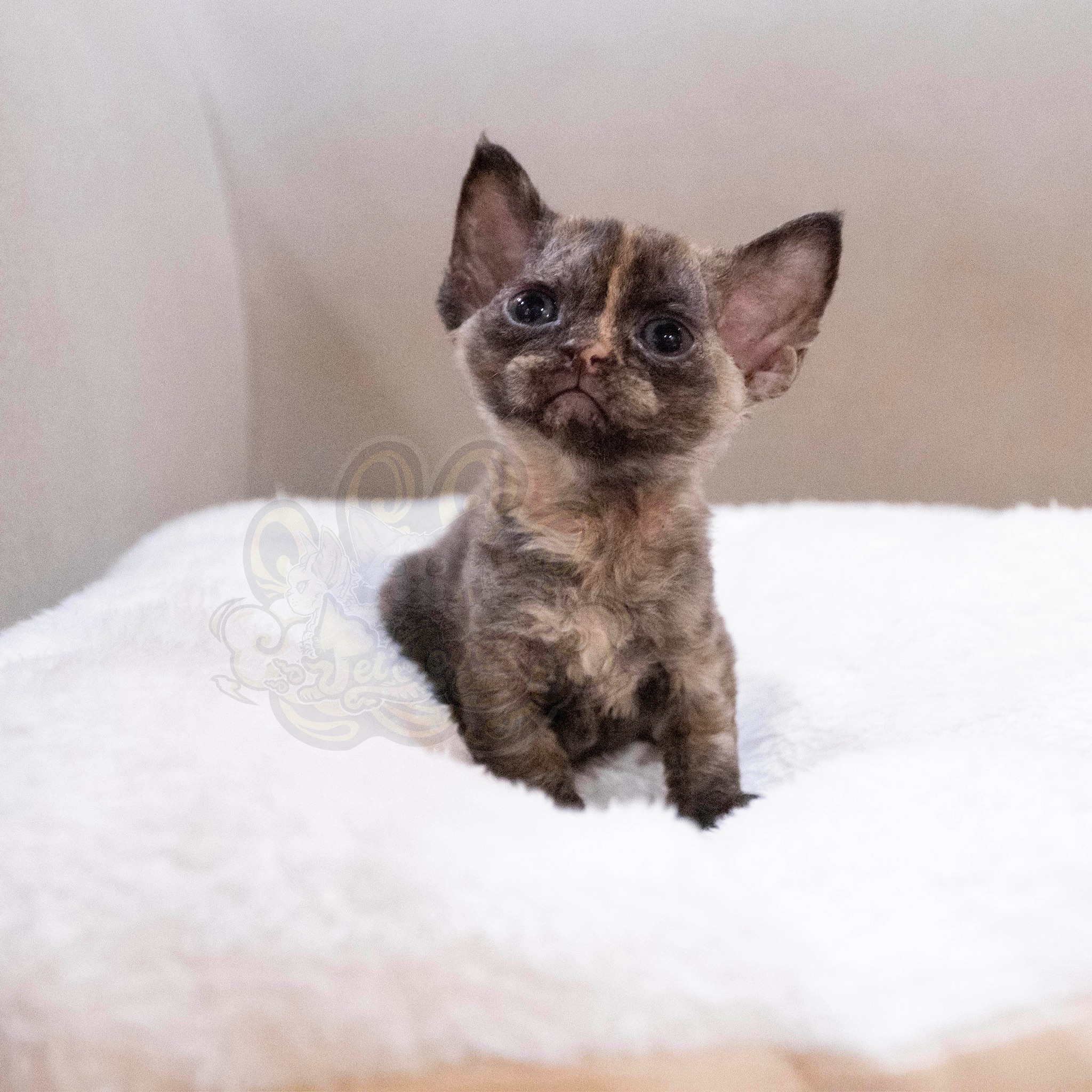 寵愛貓舍／玳瑁德文捲毛貓