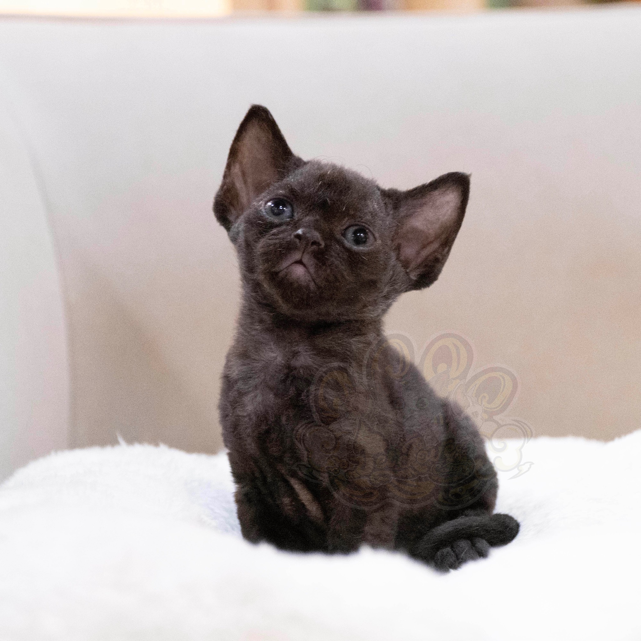 寵愛貓舍／純黑德文捲毛貓