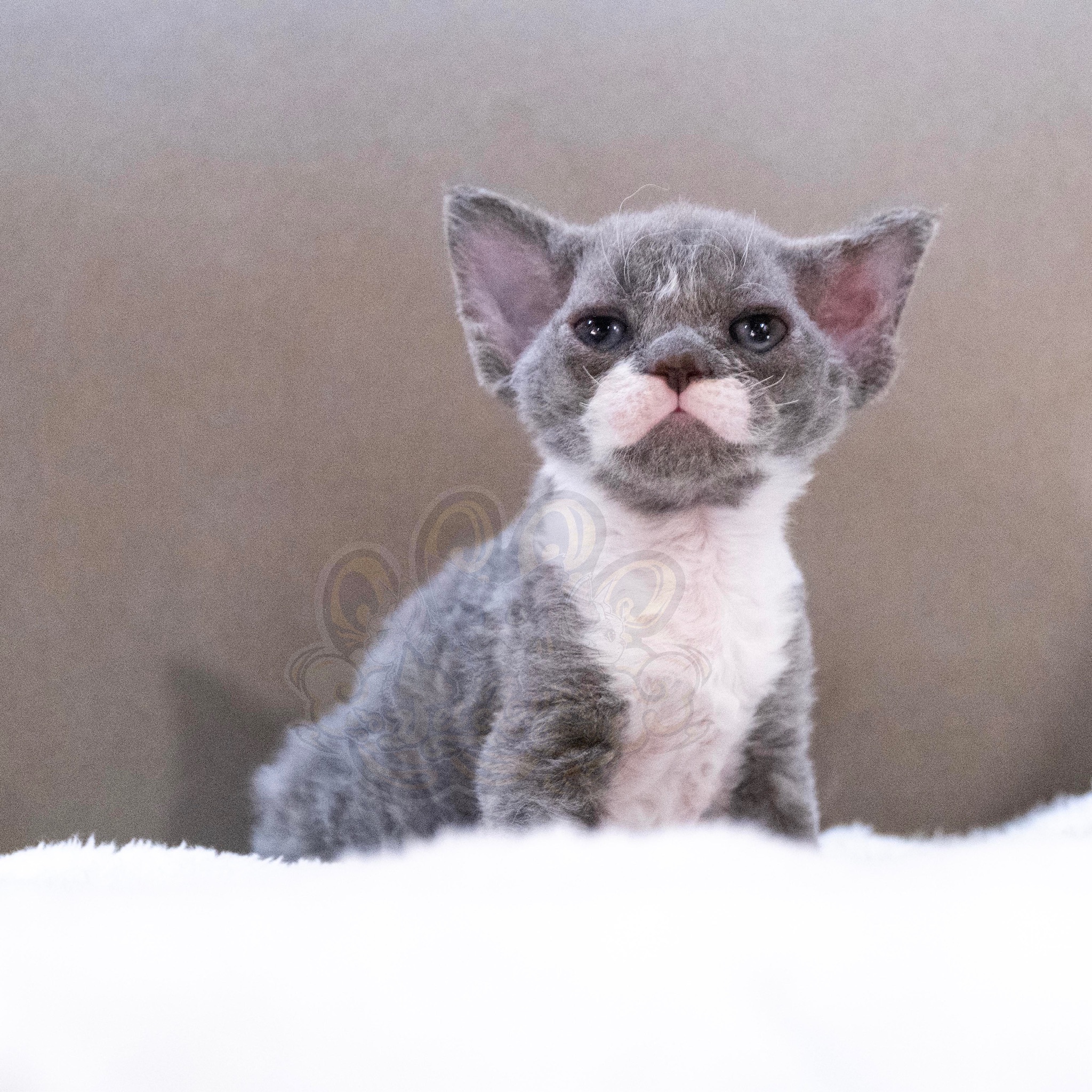 寵愛貓舍／藍白德文捲毛貓