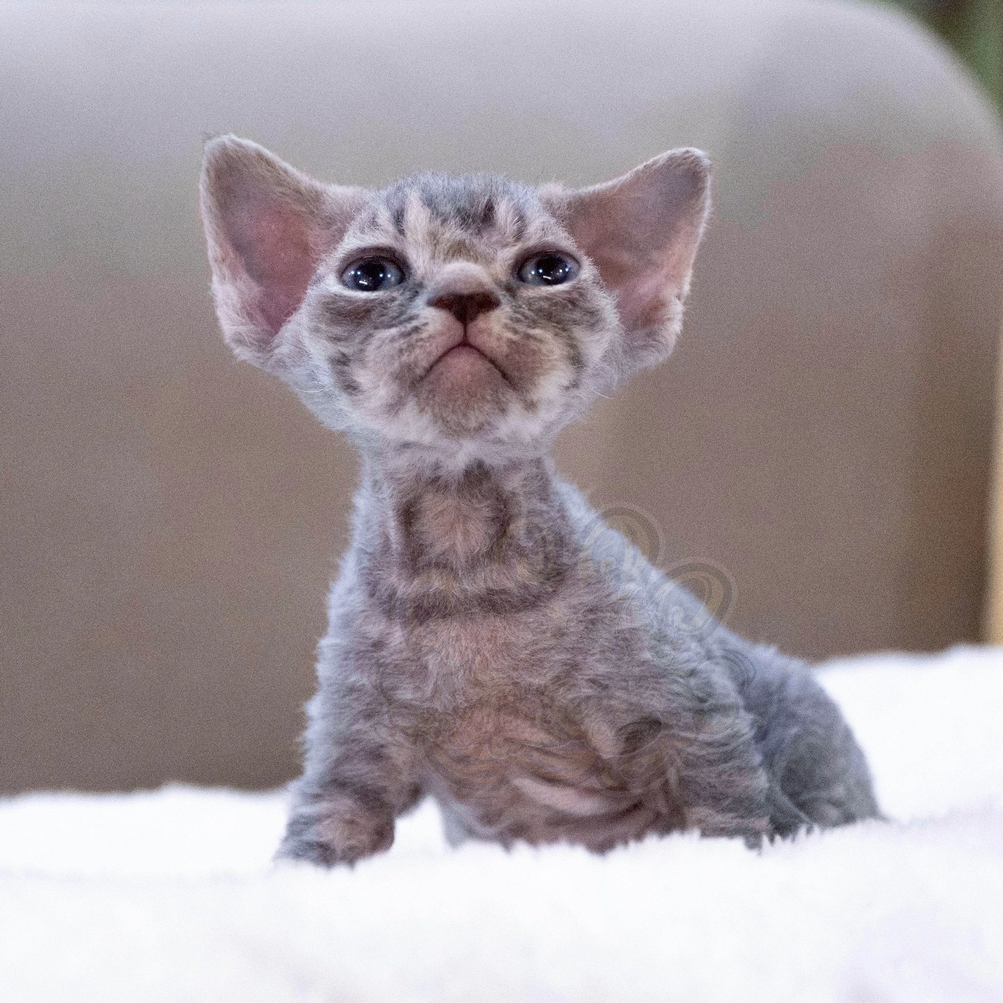 寵愛貓舍／藍虎斑德文捲毛貓