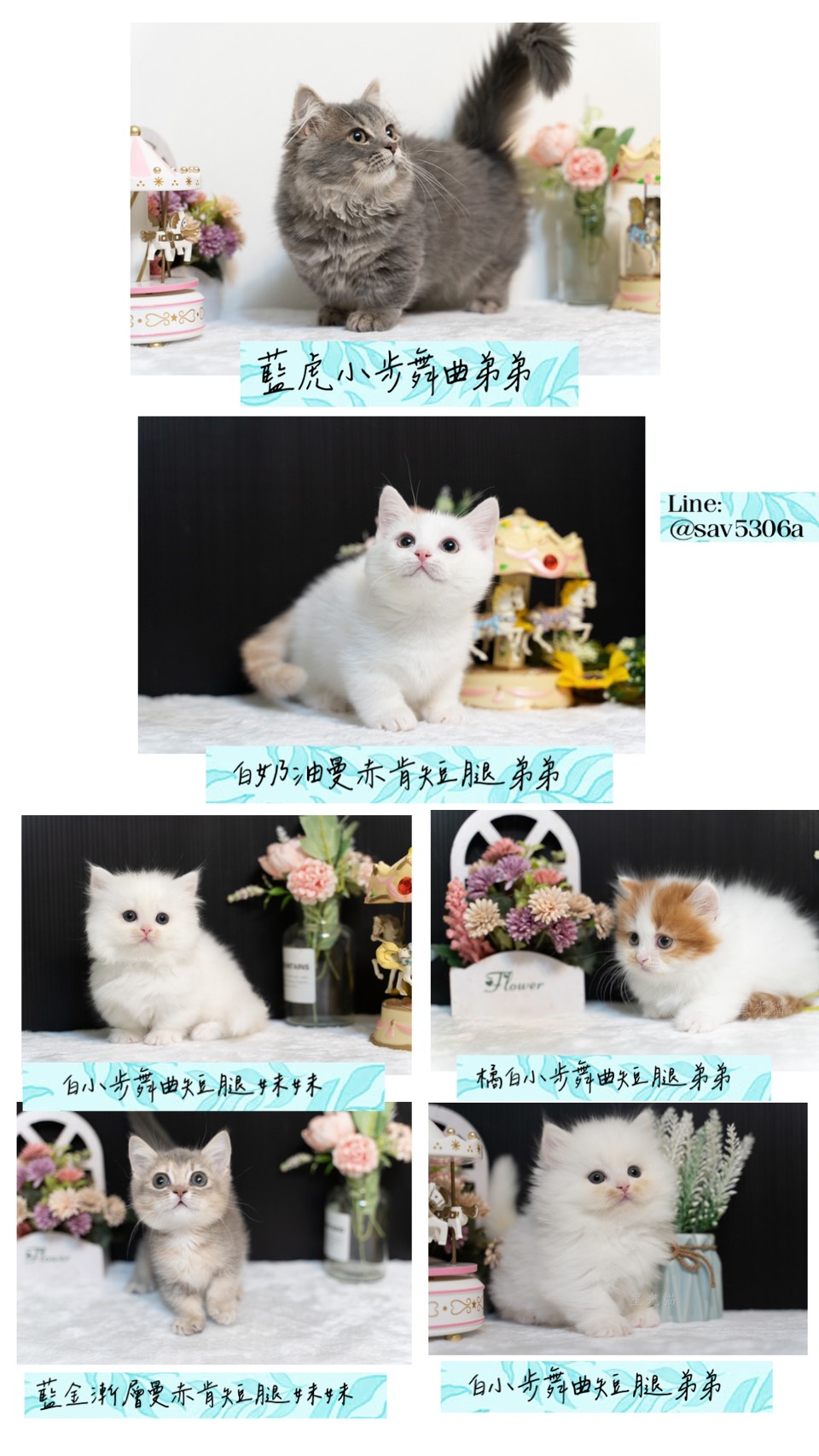 星光貓舍／小步舞曲&曼赤肯