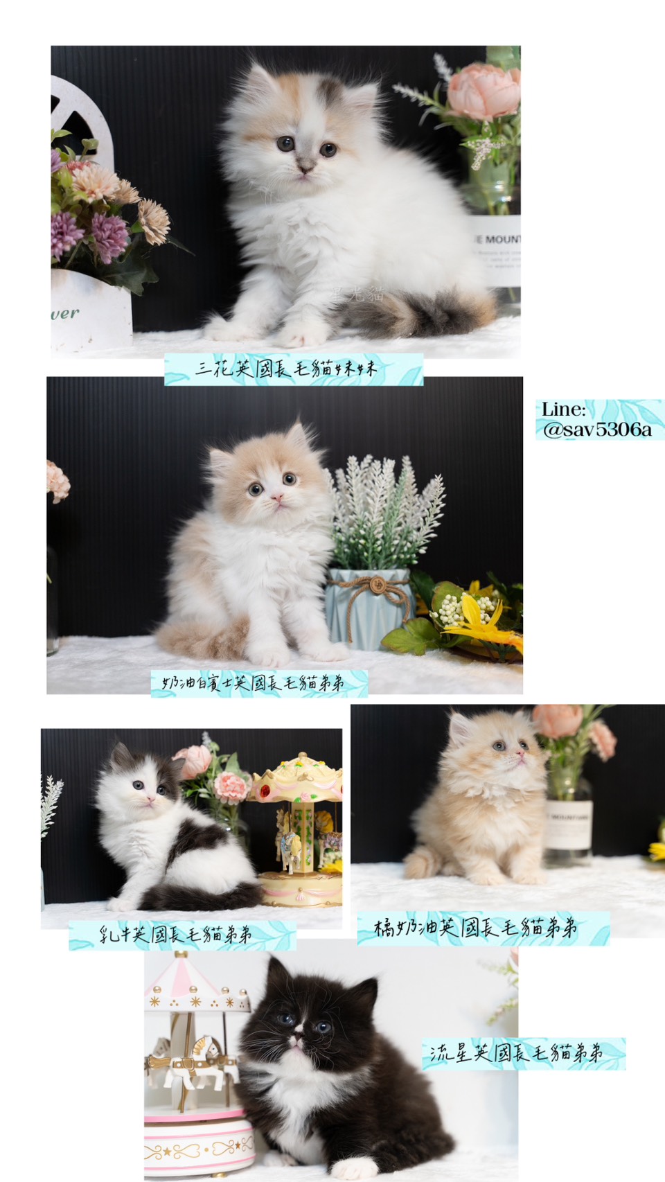 星光貓舍／英國長毛貓