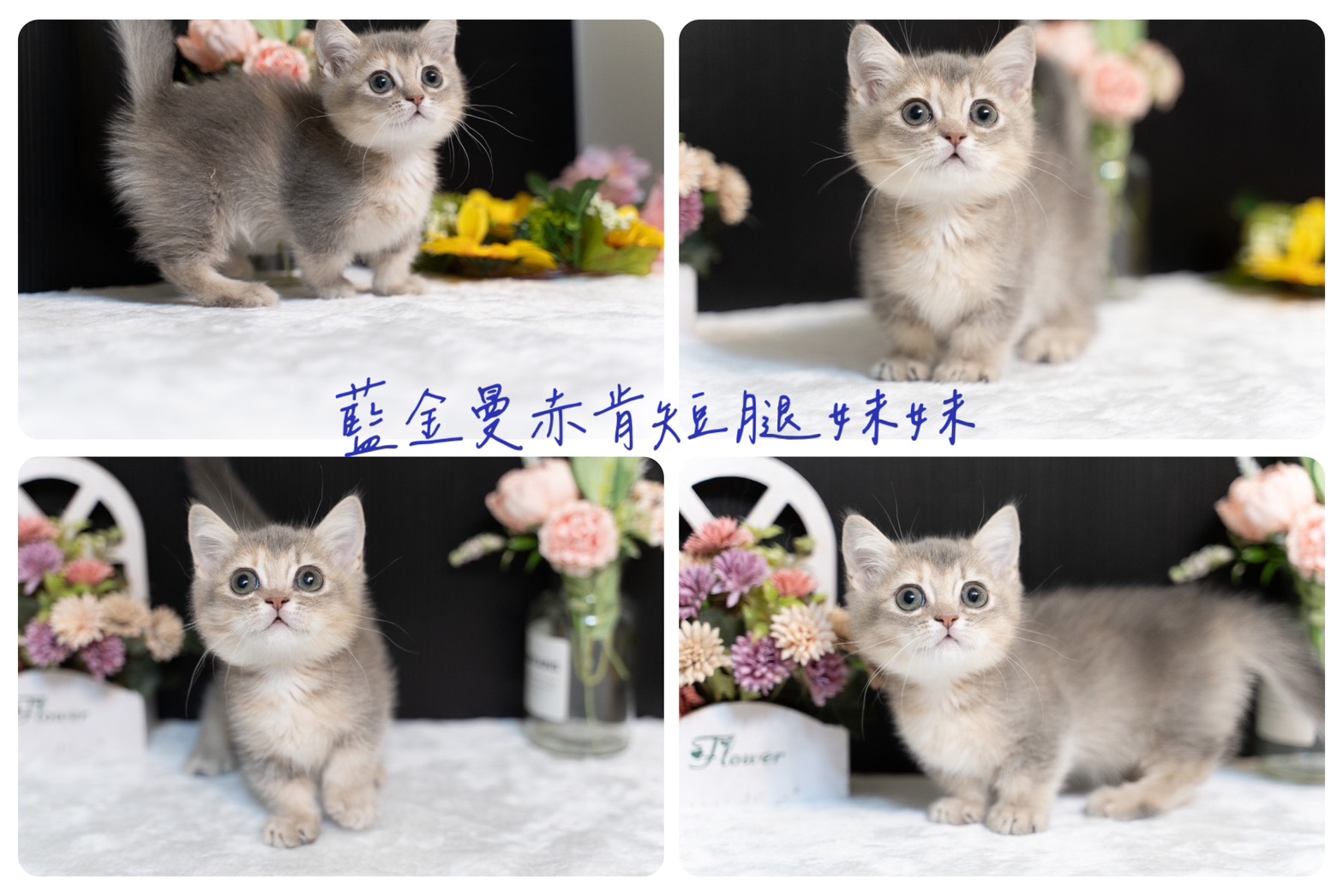 星光貓舍／藍金曼赤肯