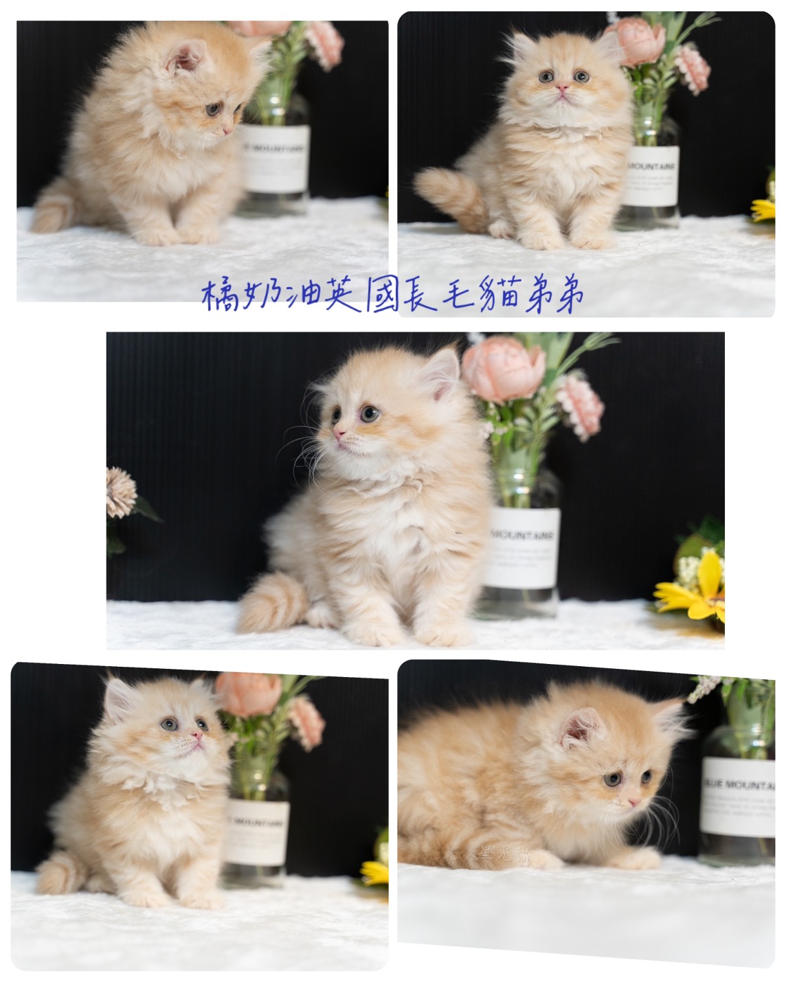 星光貓舍／橘奶油英國長毛貓