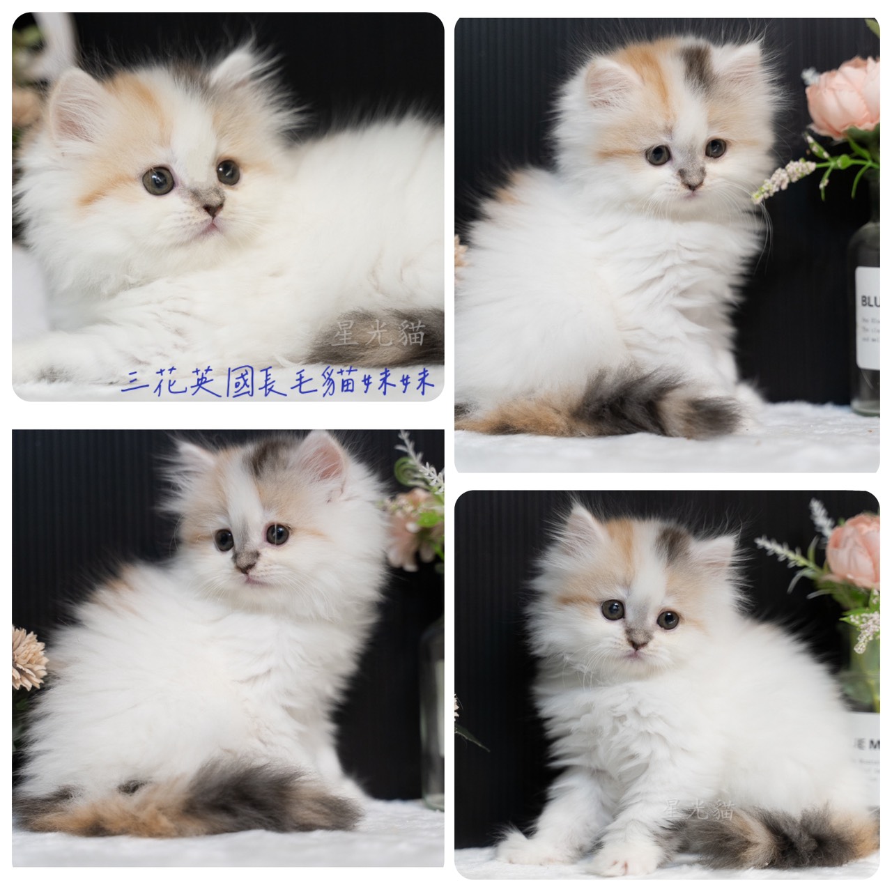 星光貓舍／三花英國長毛貓