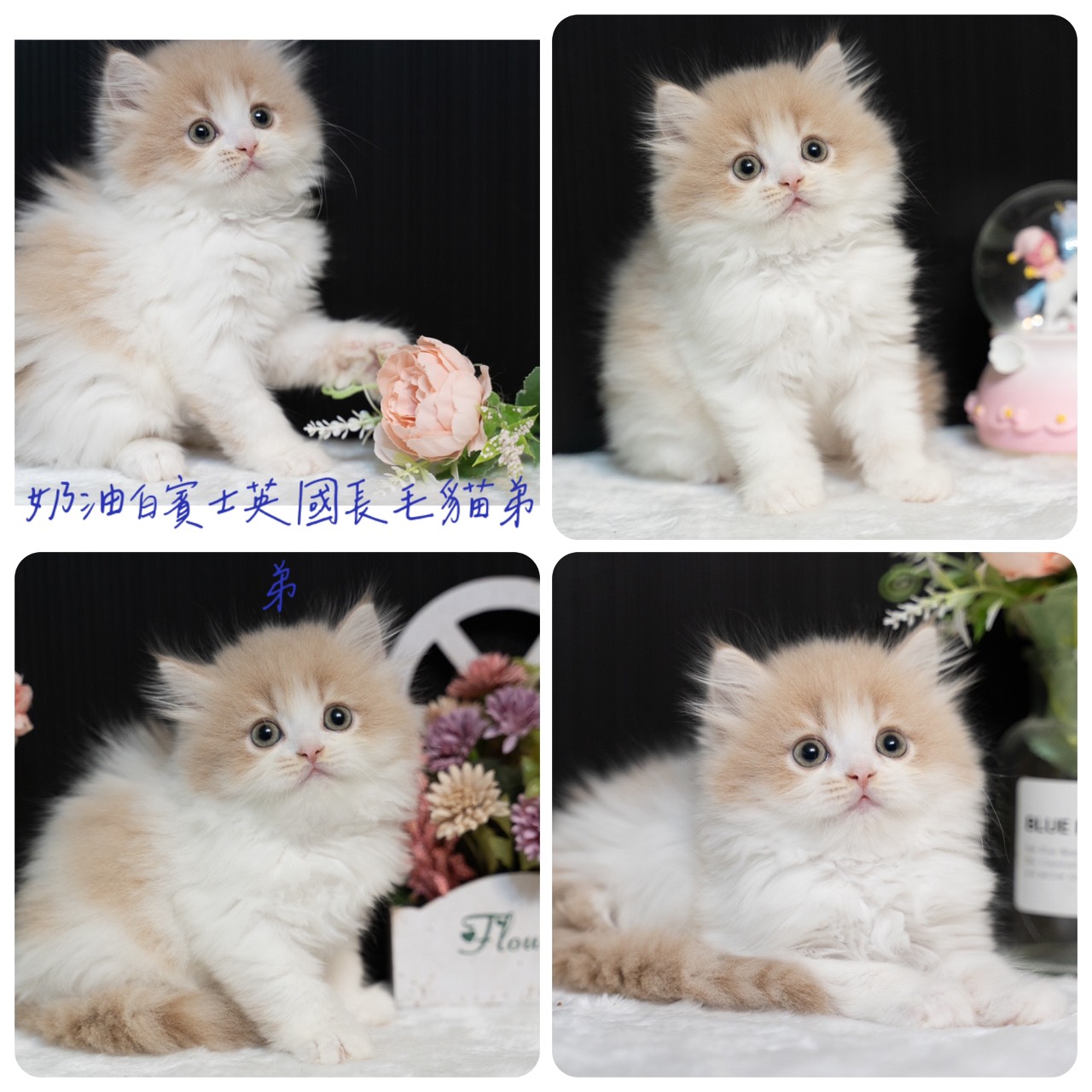 星光貓舍／奶油白賓士英國長毛貓