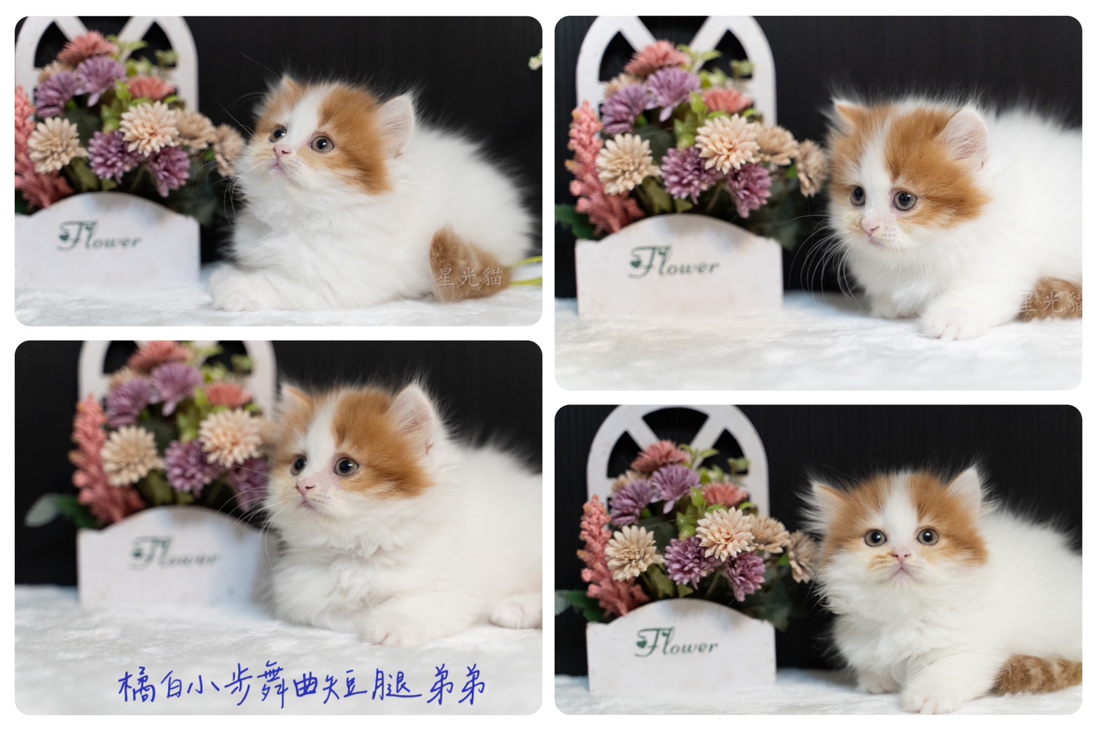 星光貓舍／橘白色小步舞曲