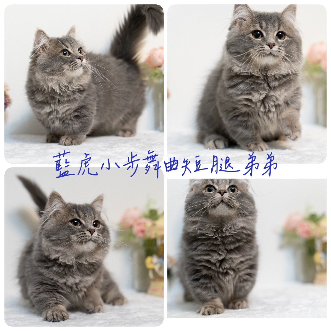 星光貓舍／藍虎班小步舞曲