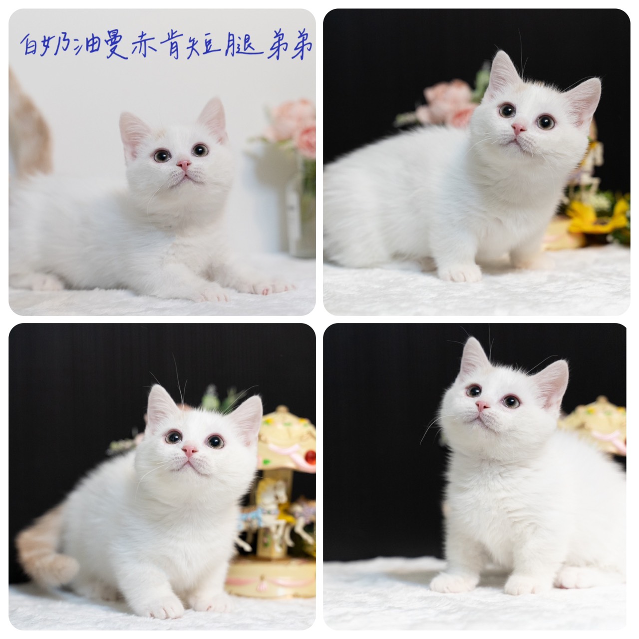 星光貓舍／白奶油曼赤肯