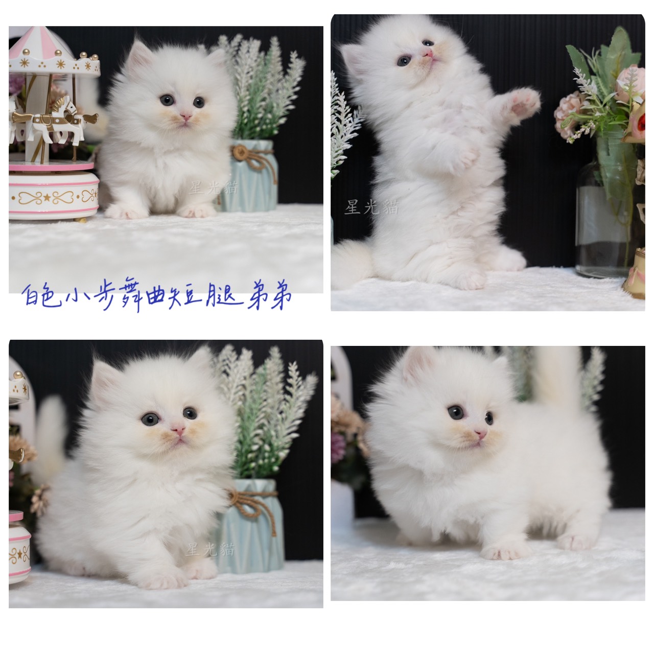 星光貓舍／白色小步舞曲