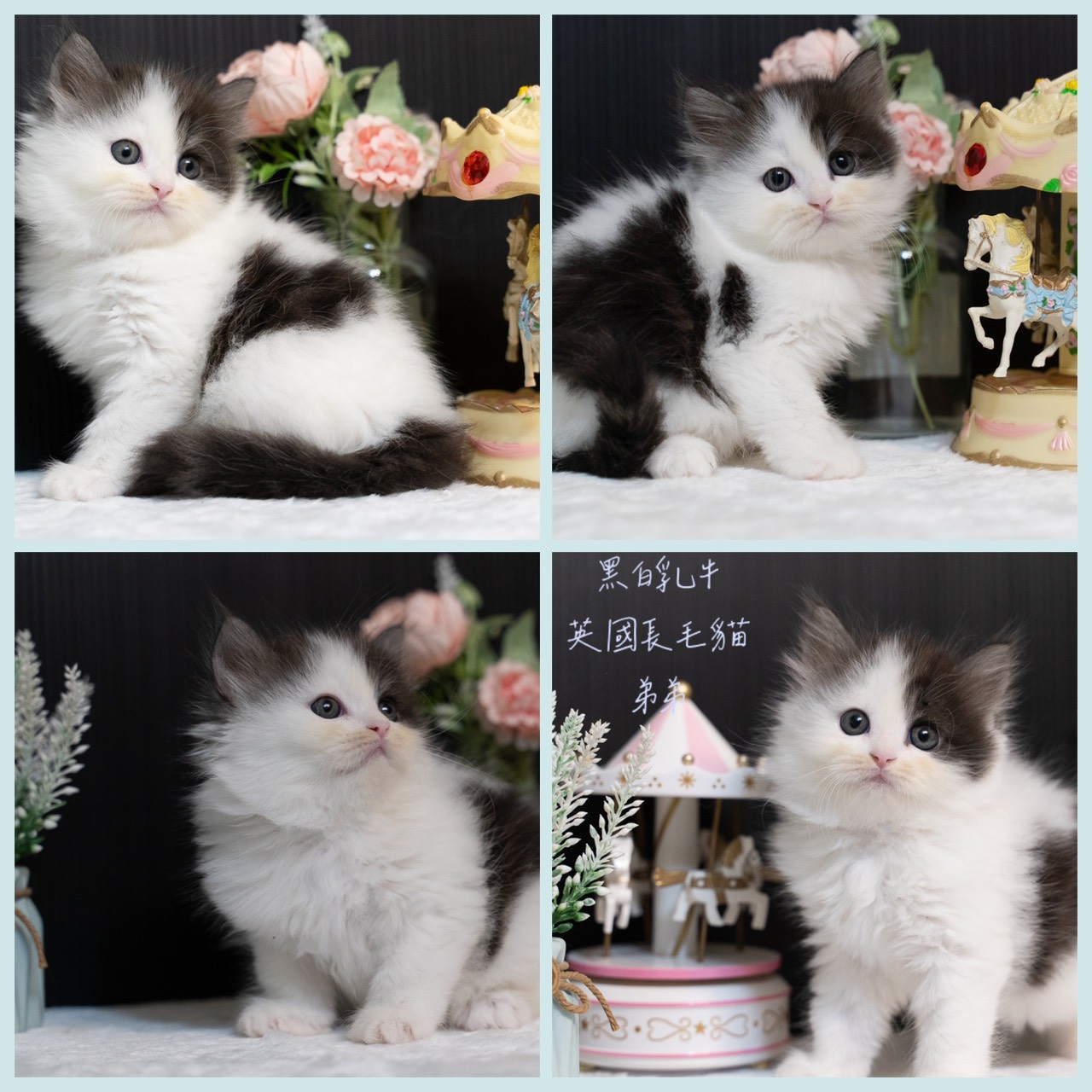 星光貓舍／黑白乳牛英國長毛貓