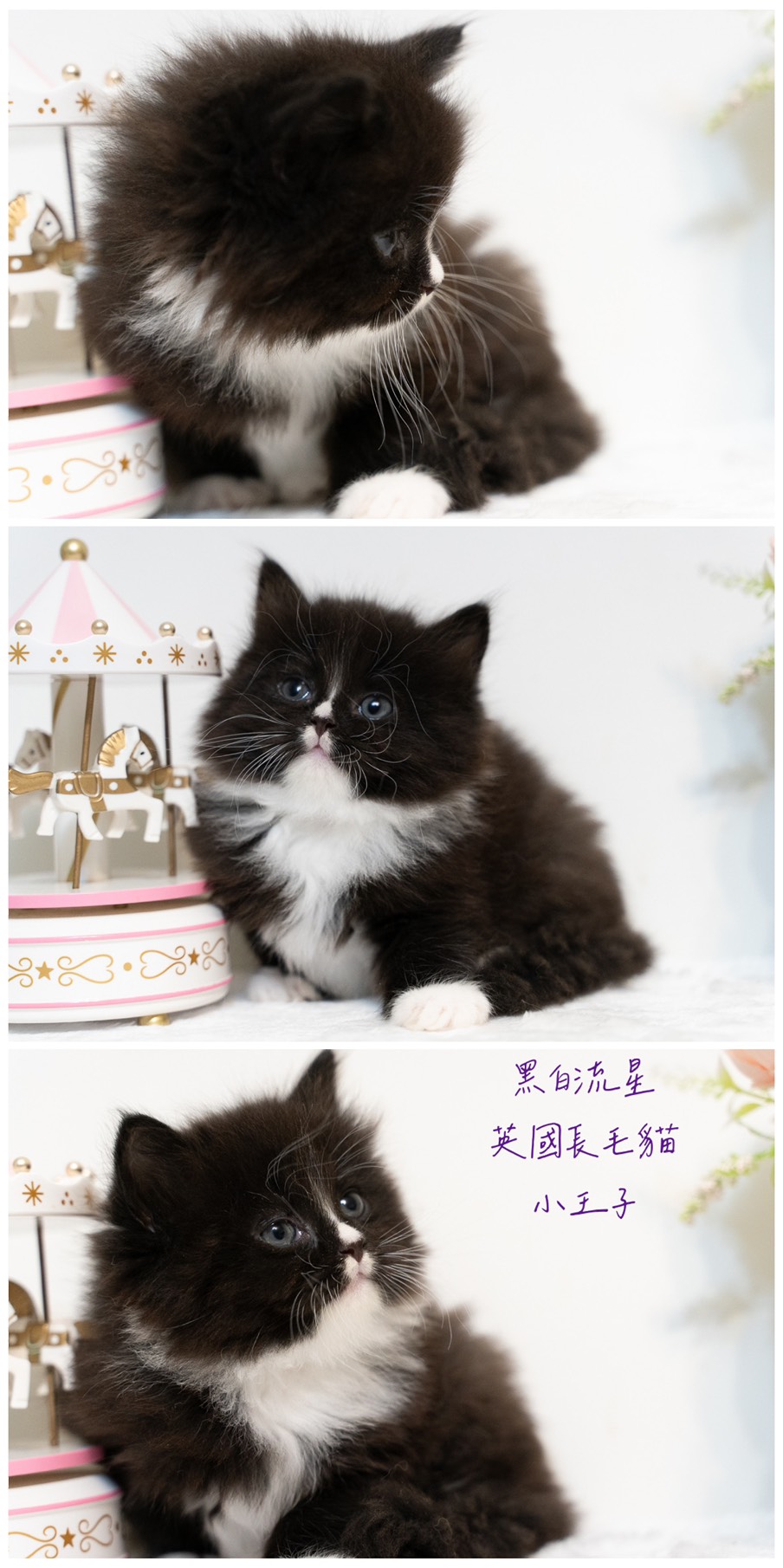 星光貓舍／黑白流星英國長毛貓