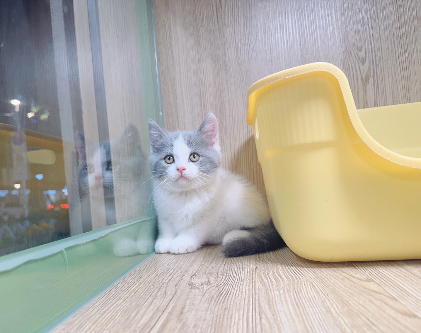 喜得貓社／藍白英國短毛貓