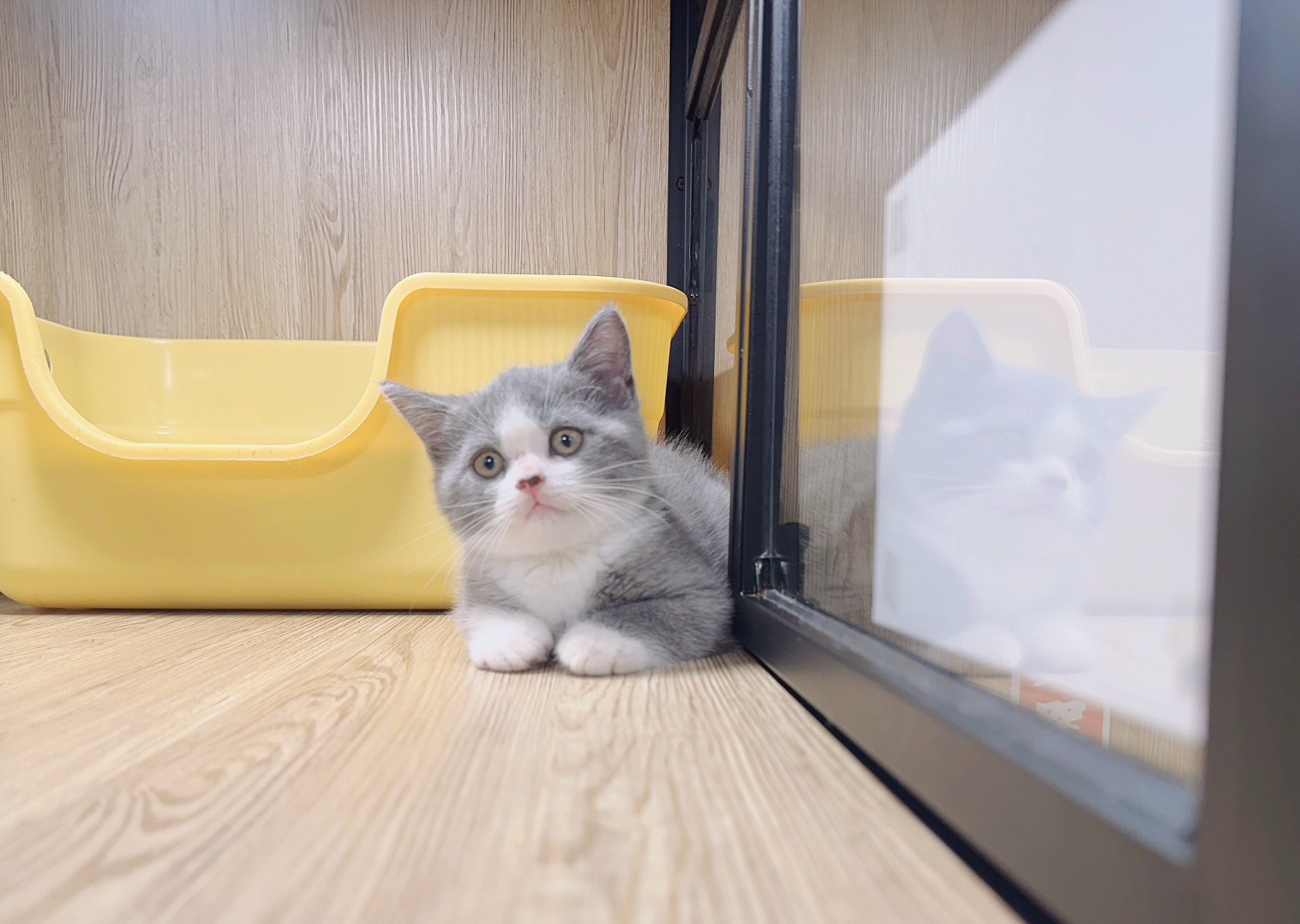 喜得貓社／藍白英國短毛貓