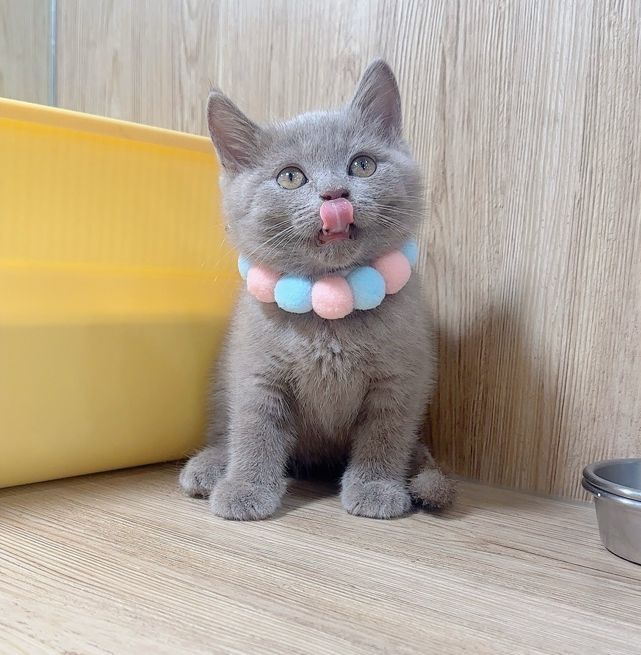 喜得貓社／紫丁香英國短毛貓